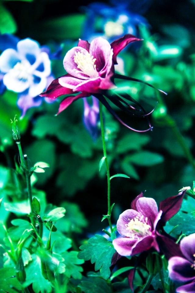 2019猪年春节祝福句子，愿您春节愉快合家欢，幸福美满万年长
