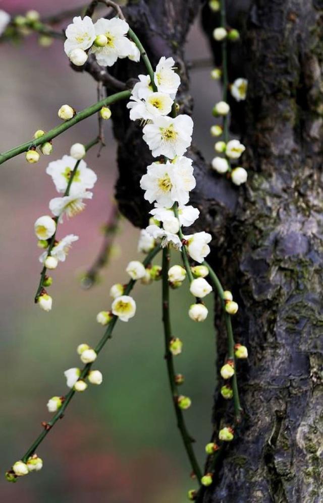 2019猪年春节祝福句子，愿您春节愉快合家欢，幸福美满万年长
