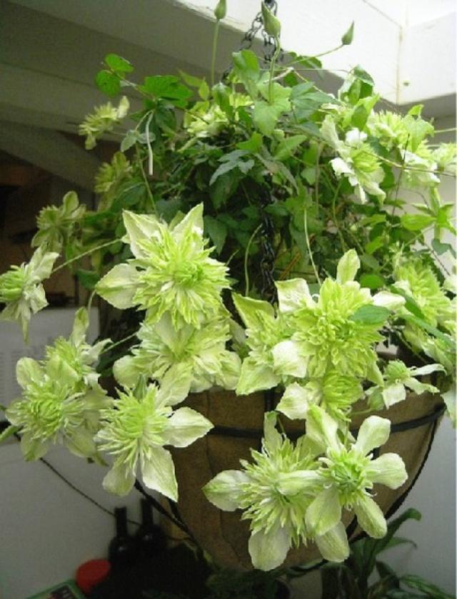 2019猪年春节祝福句子，愿您春节愉快合家欢，幸福美满万年长