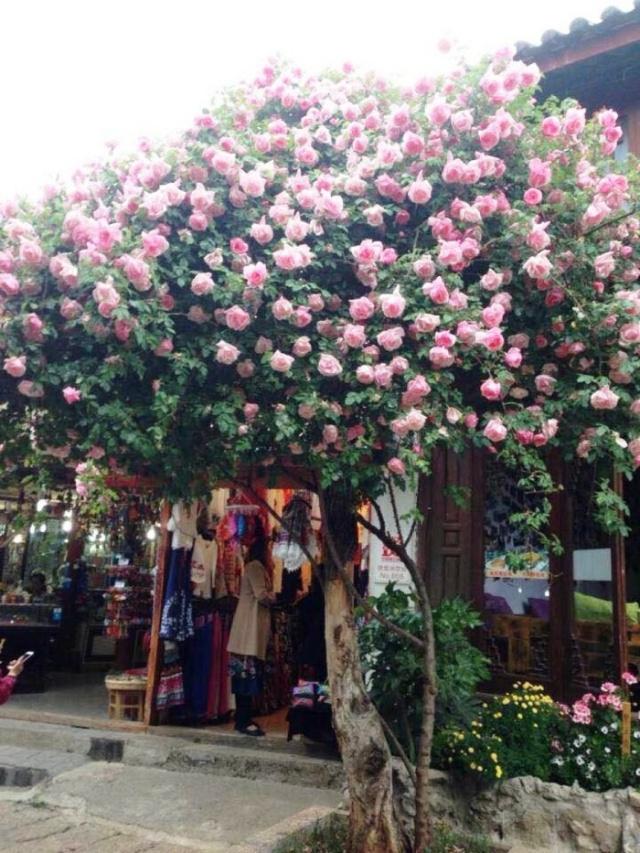 2019猪年春节祝福句子，愿您春节愉快合家欢，幸福美满万年长
